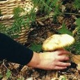Un numãr de 17 persoane au fost internate, pe parcursul zilei de luni, pânã marţi dimineaţa, la Spitalul Judeţean de Urgenţã Târgu Jiu ca urmare a intoxicaţiilor cu ciuperci strânse...