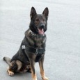 Unul dintre cei mai buni câini de cãutare şi salvare din România a fost adus duminicã dupã-amiazã cu elicopterul la Târgu Cãrbuneşti pentru a ajuta în timp util la cãutarea...