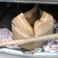 Trei indivizi, dintre care unul minor, au ajuns în arestul Poliţiei Judeţene, dupã ce oamenii legii au prins o grupare formatã din patru indivizi, specializatã în special în furtul de...