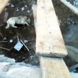 Anchetaţi pentru maltratarea unui câine care le mâncase salamul… Doi tineri din municipiu, cu vârste de 19 şi, respectiv, 25 de ani, s-au ales cu dosar penal dupã ce au postat pe internet imagini în care unul dintre ei...