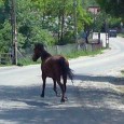 Accident cu o ambulanţã, provocat de un cal liber pe şosea Toate nenorocirile de pe şoselele din Gorj şi nu numai provocate de animalele lãsate la voia întâmplãrii mai ales pe drumuri naţionale sau europene nu par sã-i fi speriat câtuşi...