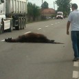 Grav accident provocat de un cal, pe noua şosea de centurã Trei persoane au ajuns la spital luni dupã amiazã dupã ce au scãpat cu viaţã în urma unui accident rutier produs pe şoseaua de centurã a oraşului, douã dintre acestea...