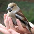 Ziua Mondială a Păsărilor se sărbătoreşte la nivel global, începând cu anul 2006, fiind iniţiată de Secretariatul Convenţiei pentru Conservarea Speciilor Migratoare şi Animalelor Sălbatice (CMS) şi Secretariatul Acordului privind...
