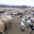 Veşti bune dinspre ciobanii care vor vinde în primăvară miei pentru sărbătoarea Paştelui. Mulţi dintre aceştia spun că oile au fătat încă de la începutul anului şi, ca urmare, mieii...