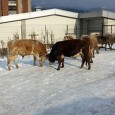 Situaţie inedită în Valea Jiului, unde un bărbat din Lupeni a reuşit să strângă în ultimii doi ani mai multe amenzi decât valorează vacile pe care le lasă libere prin...