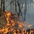 &nbsp; Statisticile începutului de an de la Regia Naţională a Pădurilor situează judeţul Gorj pe primul loc la incendiile de pădure produse în primele trei luni ale lui 2017. Culmea...