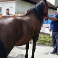 Medicii sanitar-veterinari şi poliţiştii locali care au mers ieri în teren pentru a verifica dacă sunt sau nu microcipaţi caii de pe raza municipiului Târgu Jiu nu au avut deloc...