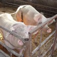 Autoritatea Naţională Sanitar Veterinară şi pentru Siguranţa Alimentelor a făcut cunoscute sumele cu care au fost despăgubiţi românii ai căror porci au fost sacrificaţi după ce au fost diagnosticaţi cu...