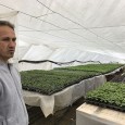 Proprietarii de solarii care au început în urmă cu câţiva ani să muncească pământul pentru a avea o producţie de calitate speră ca în această primăvară să îşi vândă mai...