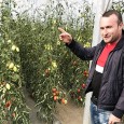                 Cine a cultivat roşii pe cel puţin 1000 de metri patraţi în solar toamna aceasta şi a sperat că mai primeşte subvenţia de circa 3000 de euro de la...