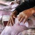 Numărul focarelor de pestă porcină africană (PPA) este în creştere la nivelul judeţului, iar acum autorităţile aşteaptă confirmarea pentru a declara un astfel de focar inclusiv la Târgu Jiu. Într-o...