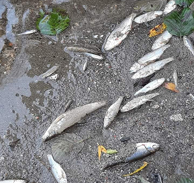 Dezastru ecologic pe Jiu, în zona oraşelor Vulcan – Aninoasa, din Valea Jiului. De la sfârşitul săptămânii trecute şi până ieri dimineaţă localnicii au observat cum pe luciul apei încep...