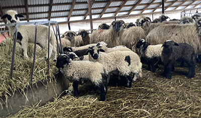 Veşti bune dinspre crescătorii de oi din zona montană a judeţului. Ciobanii din Novaci, recunoscuţi pentru turmele mari pe care încă le mai au, spun că mieii pe care îi...