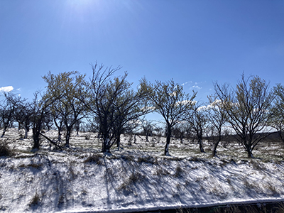 Iarna continuă să îşi facă simţită prezenţa în special în zona montană a judeţului, acolo unde a nins, iar zăpada a fost viscolită de vântul extrem de puternic. În satele...