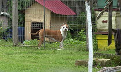 Un copil de 12 ani din Turburea a avut noroc după ce a fost atacat de un câine de luptă care umbla liber pe stradă. El a scăpat cu o...