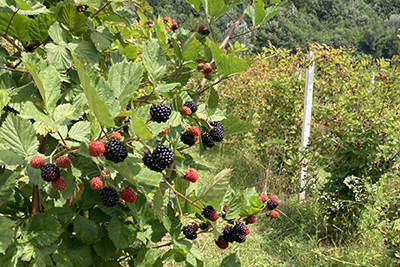 Culturile de mur pe care zeci de gorjeni le-au înfiinţat în zona de est a judeţului, în special, nu le mai aduc acestora profiturile mari pe care le sperau atunci...