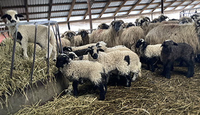 Gorjenii vor avea miei mari pe masa de Paşte anul acesta pentru că sărbătoarea Învierii Domnului cade tocmai la începutul lunii mai. Iar multe oi au început să fete încă...