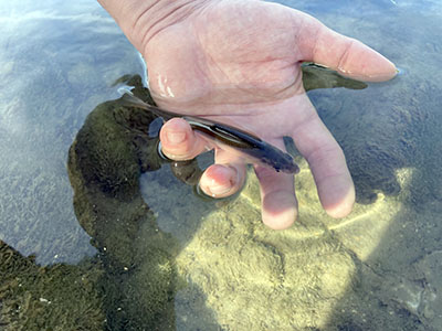 O echipă formată dintr-un biolog, un student şi specialişti implicaţi în proiectul „Fish for Life” din cadrul Agenţiei de Protecţie a Mediului Gorj pot fi întâlniţi zilele acestea pe râul...