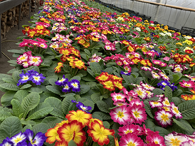 Serele şi solariile din Gorj sunt pregătite să livreze în perioada următoare zeci de mii de flori pe care domnii le vor cumpăra cu ocazia sărbătorilor care sunt aşteptate la...