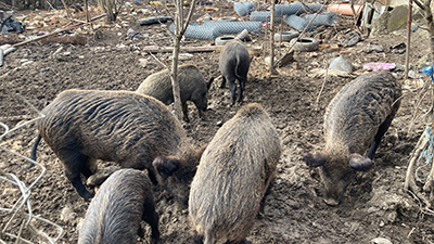 Situaţie complicată la Săcelu, unde localnicii spun că sunt terorizaţi de mai mulţi porci mistreţi pe care un vecin de-al lor i-ar creşte de mai mulţi ani. Acum animalele ar...