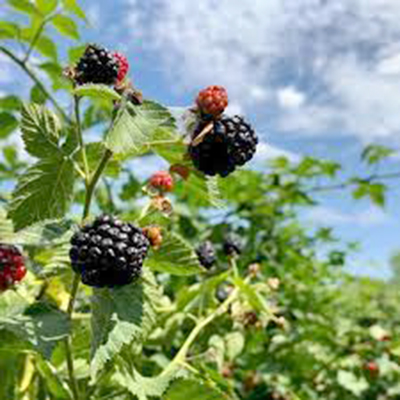 Gorjenii care au investit în ultimii ani în culturile de mure şi zmeură, în special, se plâng de problemele tot mai mari pe care le au din cauza intemperiilor vremii,...