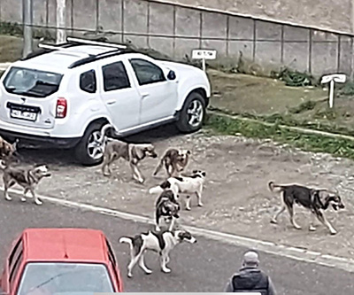 Invazie de câini maidanezi la Vulcan! Gorjenii, arătaţi cu degetul! Discuţii aprinse în mediul on-line după ce primarul din Vulcan, judeţul Hunedoara, a postat imagini cu haite de câini care ar fi apărut peste noapte în oraşul din Valea Jiului,...